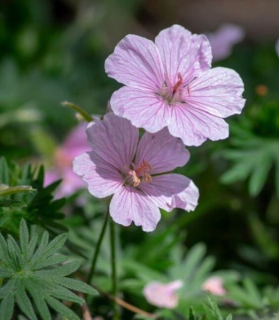 Geranium sanguineum 'Vision Pink'